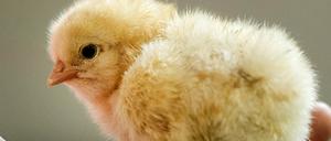 Das falsche Geschlecht: Männliche Küken werden entsorgt.