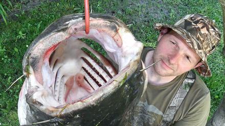 Großes Maul. Angler René Grenz aus Frankfurt (Oder) hat einen 50-Kilo-Wels in der Oder gefangen.