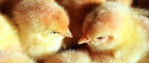 Männliche Küken dürfen laut einem Urteil des Oberverwaltungsgericht Münster weiterhin von der Agrarindustrie getötet werden.