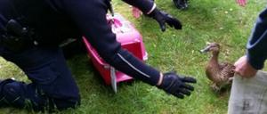 Na komm! Die Polizei im Enteneinsatz.
