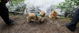 Leinen los? Das Hundesetz ist erstmal gestoppt. 