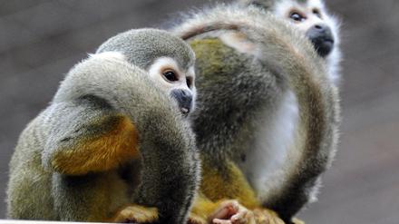 Die Weibchen haben das Sagen. Totenkopfäffen im Berliner Zoo.
