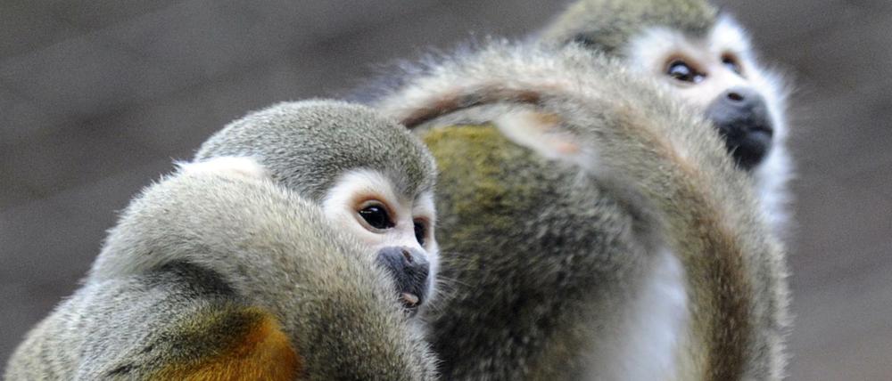 Die Weibchen haben das Sagen. Totenkopfäffen im Berliner Zoo.