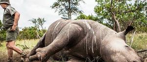 Immer mehr Nashörner fallen in Südafrika skrupellosen WiIderern zum Opfer. Die Ermittler wie hier im Kruger-Nationalpark sind oft machtlos gegenüber den organisierten Banden, die es allein auf die Hörner der Tiere abgesehen haben.