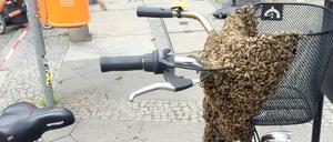 Summende Überraschung. Der Bienenschwarm am Damenrad an der Schönhauser Allee.