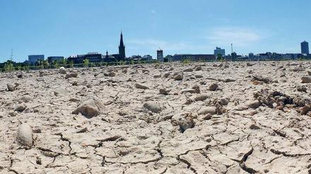 Ausgetrocknet. Das Ufer des Rheins bei Düsseldorf, aufgenommen im Sommer 2010. 