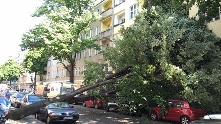 Ein Ast des Baums bohrte sich durch ein Fenster und landete direkt in dem Schlafzimmer eines Hausbewohners.