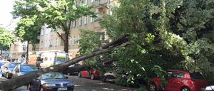 Ein Ast des Baums bohrte sich durch ein Fenster und landete direkt in dem Schlafzimmer eines Hausbewohners.