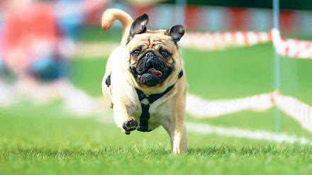 Kleiner Mops – große Freiheit. Unter 30 Zentimetern Schulterhöhe muss nach dem neuen Gesetz auch künftig kein Hund an die Leine. 