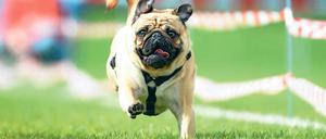 Kleiner Mops – große Freiheit. Unter 30 Zentimetern Schulterhöhe muss nach dem neuen Gesetz auch künftig kein Hund an die Leine. 