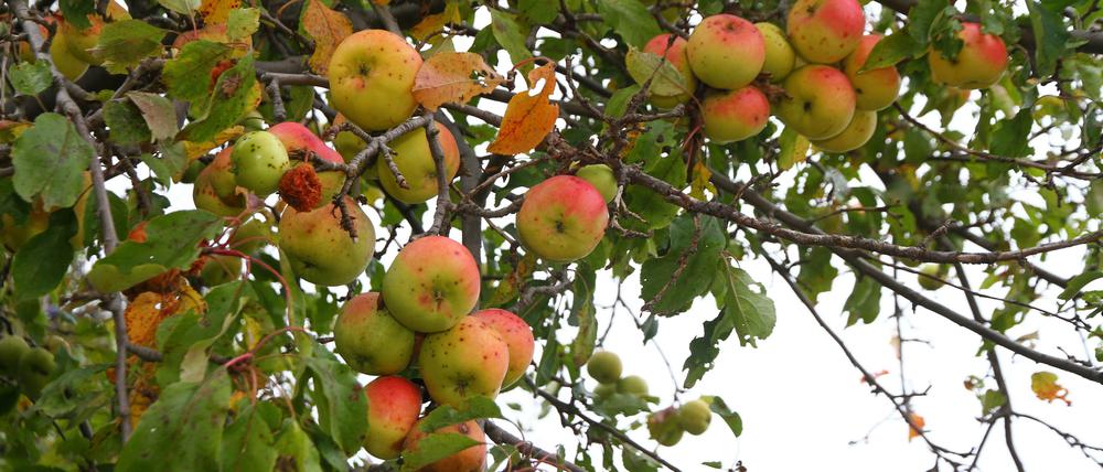 Die Apfelernte steht an, hier auf einer Streuobstwiese in Brandenburg.