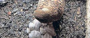 Ein Turmfalke mit seinen Jungen. 