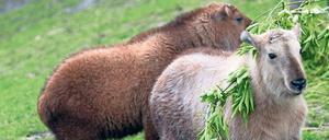 Tierisch gute Laune. Die Sichuan-Takine Lolek und Bolek.