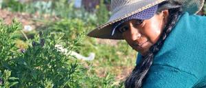 Klee für ihre Meerschweinchen schneidet diese Bäuerin in Nabón. 