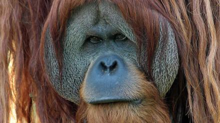 Da war er noch gut drauf: Orang-Utan Enche