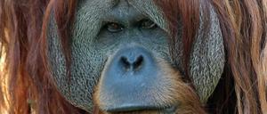 Da war er noch gut drauf: Orang-Utan Enche