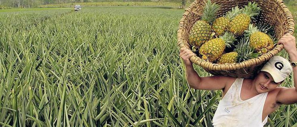 Ausgebeutet: Feldarbeiter werden auf Ananas-Plantagen in Costa Rica oft schlecht bezahlt, arbeiten viel zu lange und haben gesundheitliche Probleme.