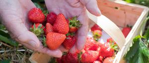 Die Erdbeersaison hat begonnen - das machten sich Räuber am Montagabend in Reinickendorf zunutze (Symbolfoto).