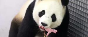 Mutter Hao Hao trägt ihren winzigen und haarlosen Nachwuchs im Maul durch das Gehege.