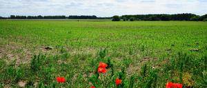 Wo Wiese ist, soll Stadt werden: auf der Elisabeth-Aue bei Pankow.