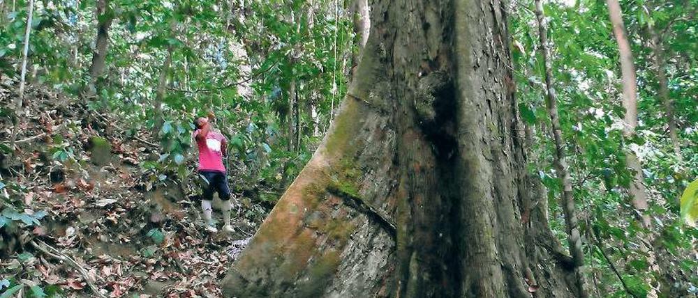 Hoch hinaus. Der rekordverdächtige Baum steht an einem Hang. 