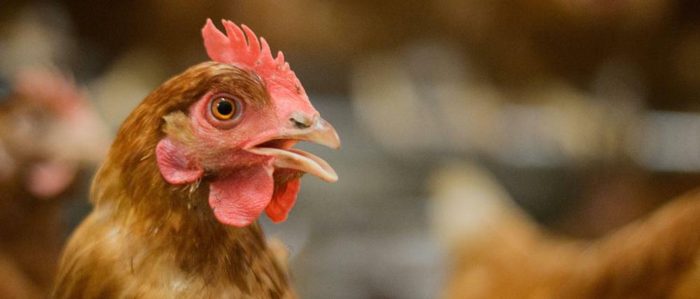Ob als Legehenne oder Masthähnchen: Für beide gibt es wenig Platz in großen Ställen.
