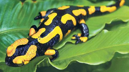 In Gefahr. Der Pilz aus Asien bedroht auch Feuersalamander. Binnen drei Jahren hat er fast alle Salamander in den Niederlanden getötet – und breitet sich weiter aus. 