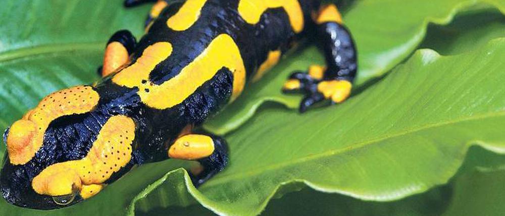 In Gefahr. Der Pilz aus Asien bedroht auch Feuersalamander. Binnen drei Jahren hat er fast alle Salamander in den Niederlanden getötet – und breitet sich weiter aus. 