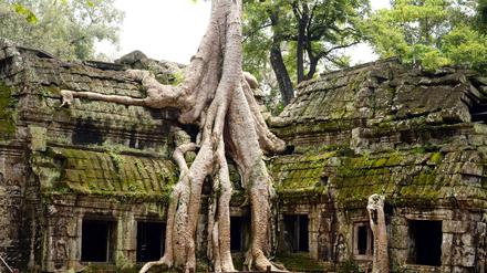 Der Tempel und Gebäudekomplex Ta Prohm bei Ankor Wat, Kambodscha.