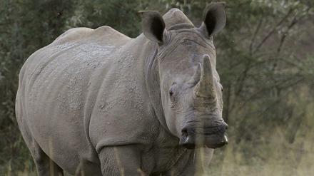 Armut, Korruption und zu wenig Geld für Ranger tragen erheblich dazu bei, dass die noch verbliebenen Breitmaulnashörner in Südafrika gewildert werden. 
