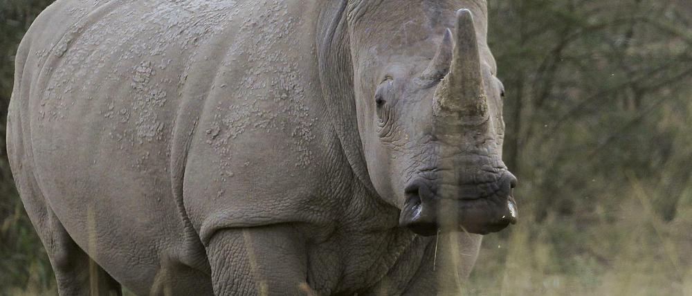 Armut, Korruption und zu wenig Geld für Ranger tragen erheblich dazu bei, dass die noch verbliebenen Breitmaulnashörner in Südafrika gewildert werden. 