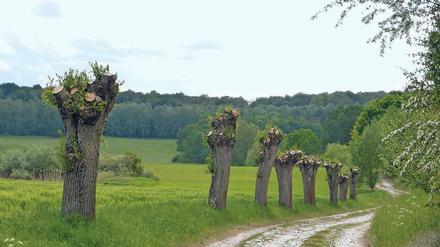 Nur Natur weit und breit – auf dem Weg zwischen Chorin und Brodowin. 
