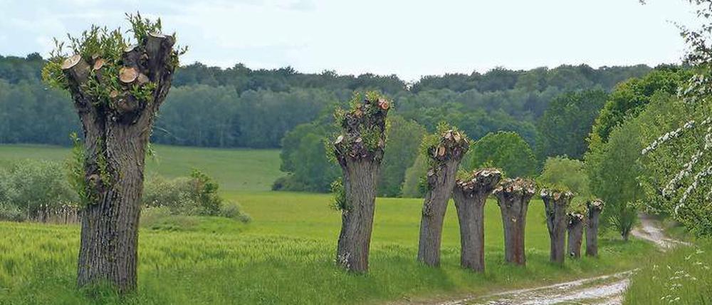 Nur Natur weit und breit – auf dem Weg zwischen Chorin und Brodowin.