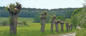 Nur Natur weit und breit – auf dem Weg zwischen Chorin und Brodowin. 