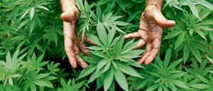 Heilmittel? Die Studienlage zu den positiven Wirkungen von Hanf für Patienten ist übersichtlich.