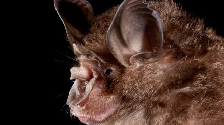 Hufeisennasen-Fledermaus aus China, ein möglicher Überträger.