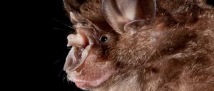 Hufeisennasen-Fledermaus aus China, ein möglicher Überträger.
