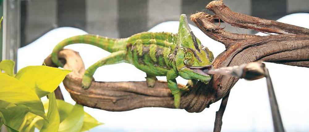 Blitzattacke. Der Schleuderzunge eines Jemenchamäleons entkommen weder Insekten noch Mäuse. Sie verbreitert sich dabei kelchartig. So entsteht eine große Klebefläche.