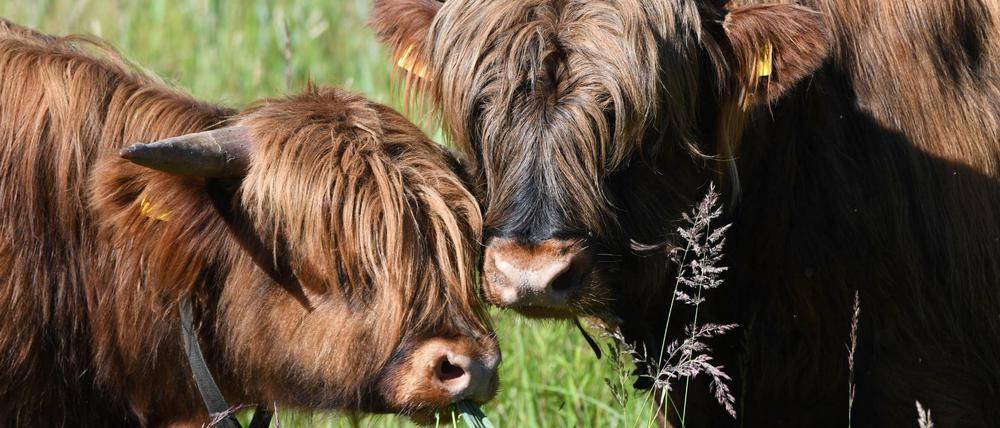 Unbekannte haben zwei Rinder von einer Koppel gestohlen.