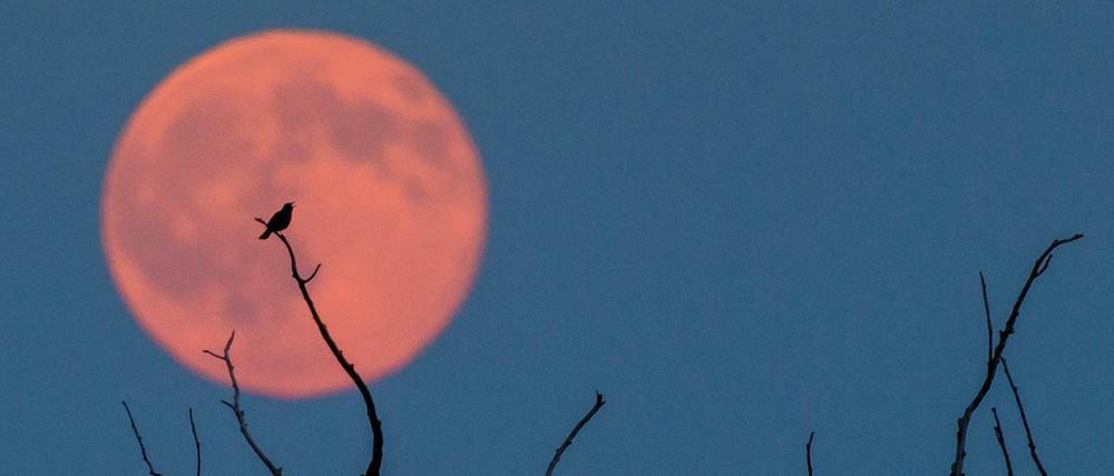 Der (Fast-)Vollmond leuchtet rötlich am Montag nahe Jacobsdorf im Landkreis Oder-Spree (Brandenburg) hinter einem alten Baum, auf dessen Ast ein Vogel sitzt.