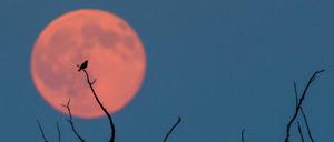 Der (Fast-)Vollmond leuchtet rötlich am Montag nahe Jacobsdorf im Landkreis Oder-Spree (Brandenburg) hinter einem alten Baum, auf dessen Ast ein Vogel sitzt.