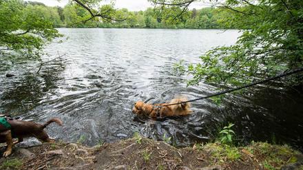 Riecht wie nasser Hund - und ist sogar einer. Ums temporäre Hundeverbot an Schlachtensee und Krummer Lanke gibt's auch Ärger.
