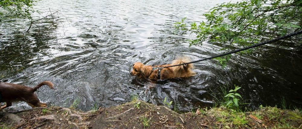 Riecht wie nasser Hund - und ist sogar einer. Ums temporäre Hundeverbot an Schlachtensee und Krummer Lanke gibt's auch Ärger.
