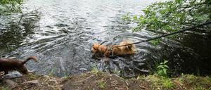 Riecht wie nasser Hund - und ist sogar einer. Ums temporäre Hundeverbot an Schlachtensee und Krummer Lanke gibt's auch Ärger.