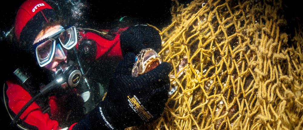 Ein Taucher befreit einen Seeskorpion (Myoxocephalus scorpius) aus einem Geisternetz am Wrack der "Friedrich Engels" in der Ostsee östlich von Rügen (Mecklenburg-Vorpommern).