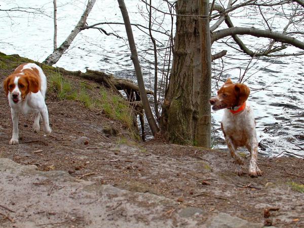 Spaß am See. Für die Hunde bald vorbei, obwohl, es gibt da ja noch den Grunewaldsee. Nur für Hunde!