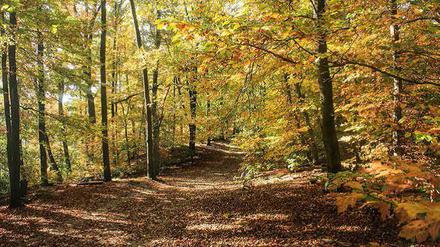 Herbstlicher Grunewald nahe Krumme Lanke  