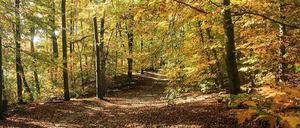 Herbstlicher Grunewald nahe Krumme Lanke  