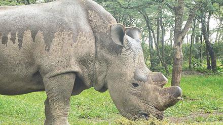 Einer der letzten. Der Bulle „Sudan“ im kenianischen Schutzgebiet Ol Pejeta. Die Männchen des Nördlichen Breitmaulnashorns werden bis zu dreieinhalb Tonnen schwer, die Weibchen wiegen nicht einmal halb so viel. 
