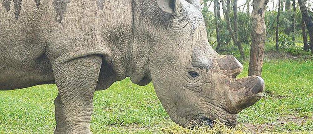Einer der letzten. Der Bulle „Sudan“ im kenianischen Schutzgebiet Ol Pejeta. Die Männchen des Nördlichen Breitmaulnashorns werden bis zu dreieinhalb Tonnen schwer, die Weibchen wiegen nicht einmal halb so viel. 
